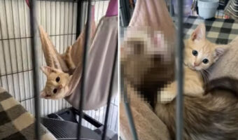 ケージの中のハンモックでくつろぐ保護猫。実はここ、この子猫のものではなく一緒に乗っている『ある動物』の場所なのです!【アメリカ・動画】