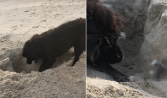 ビーチで穴掘りにいそしむ犬。するとこの子に、波打ち際ならではの『ある出会い』がありました!!【海外・動画】