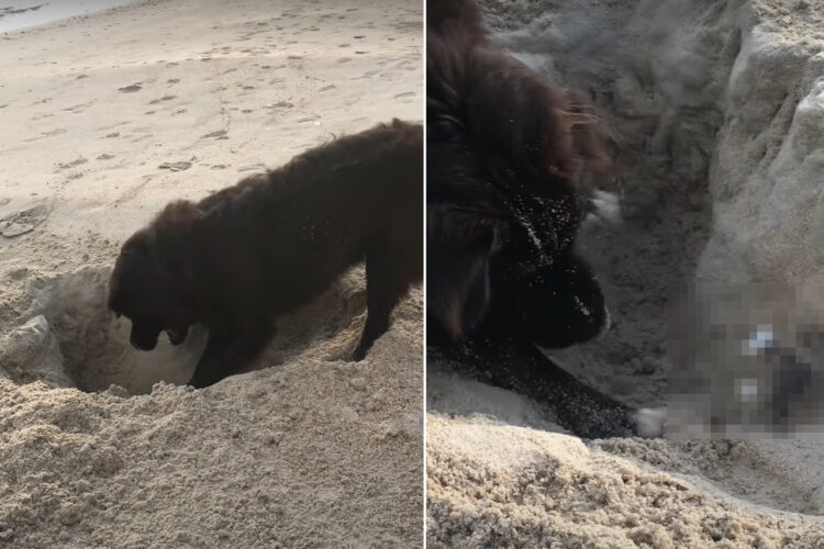 ビーチで穴掘りにいそしむ犬。するとこの子に、波打ち際ならではの『ある出会い』がありました！！【海外・動画】