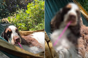 優雅なひとときを過ごすスプリンガー・スパニエル。ハンモックに横になってしている『あること』が微笑ましすぎる！！【動画】