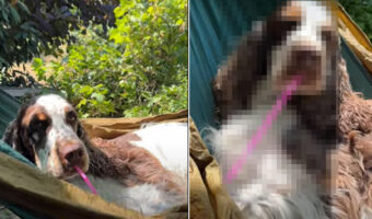 優雅なひとときを過ごすスプリンガー・スパニエル。ハンモックに横になってしている『あること』が微笑ましすぎる!!【動画】