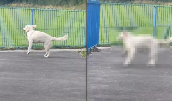 フリスビーで遊ぶゴールデンリトリバーの子犬。ところがくわえたフリスビーが足に引っかかったことで、しょげてしまうのでした【海外・動画】