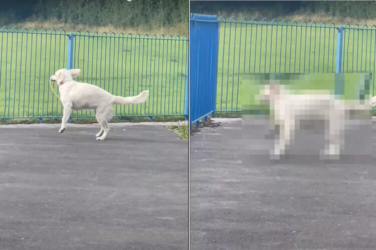 フリスビーで遊ぶゴールデンリトリバーの子犬。ところがくわえたフリスビーが足に引っかかったことで、しょげてしまうのでした【海外・動画】