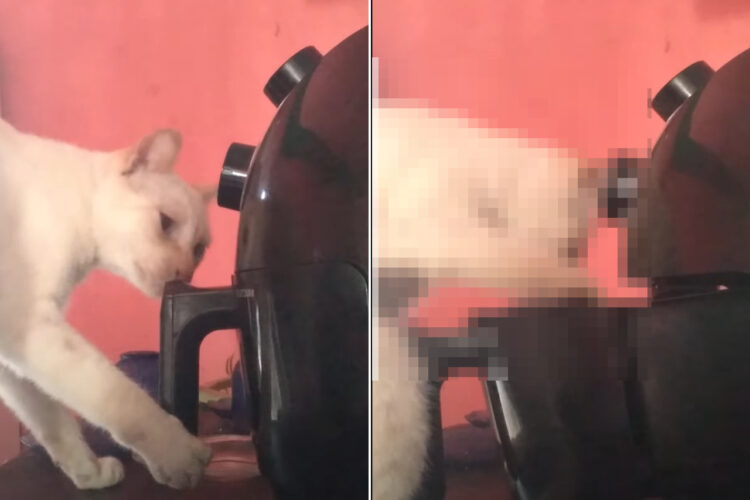 もしかして、この後料理を始めるつもりなの？！キッチンに姿を見せた猫がノンフライヤーの取っ手を掴むと・・、まさかの行動に！！【海外・動画】