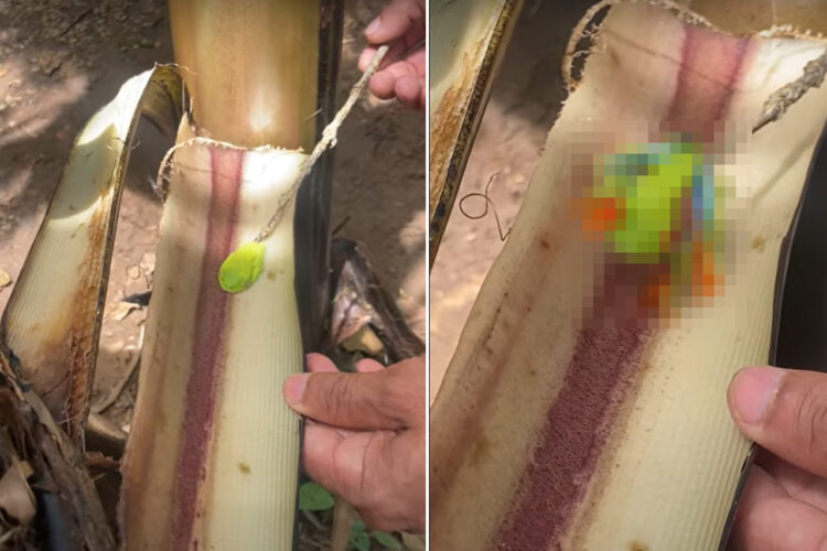 木の皮の内側にガムがくっついている？このガムのようなものをツンツンと突いてみたら、その正体は美しい「ある生き物」でした！！【海外・動画】