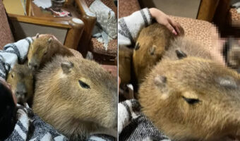 ソファでくつろぐママさんにぎゅっと抱っこしてもらったりキスをして甘えるカピバラたち。しかし、ソファの下にはその様子をじっと見つめる子の姿が・・