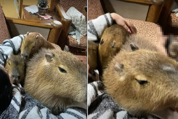 ソファでくつろぐママさんにぎゅっと抱っこしてもらったりキスをして甘えるカピバラたち。しかし、ソファの下にはその様子をじっと見つめる子の姿が・・