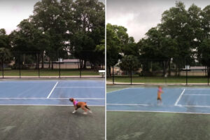 テニスボールと遊ぶ子犬のボクサー犬。バウンドするボールに合わせて弾けて動くその姿がとってもかわいい！！【アメリカ・動画】