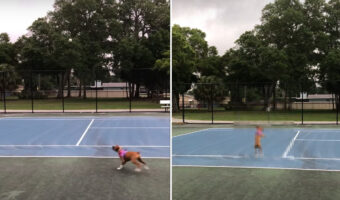 テニスボールと遊ぶ子犬のボクサー犬。バウンドするボールに合わせて弾けて動くその姿がとってもかわいい!!【アメリカ・動画】