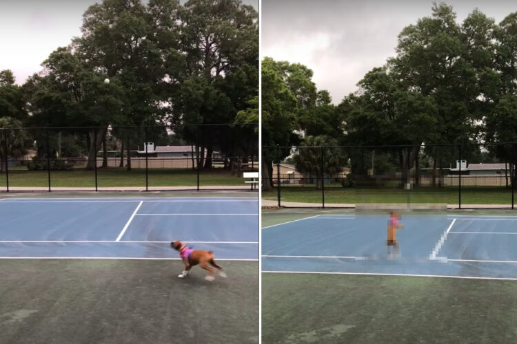 テニスボールと遊ぶ子犬のボクサー犬。バウンドするボールに合わせて弾けて動くその姿がとってもかわいい！！【アメリカ・動画】