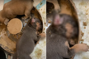 みんなと食事中のはずの子犬が全く動きません。どうやら、お腹いっぱいになってそのままお昼寝を始めてしまったようです【アメリカ・動画】