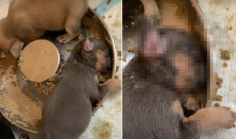 みんなと食事中のはずの子犬が全く動きません。どうやら、お腹いっぱいになってそのままお昼寝を始めてしまったようです【アメリカ・動画】