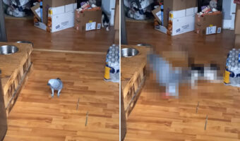 同じお宅に暮らすヨウムと猫。ケンカをしたら猫のほうが強いのかと思いきや・・