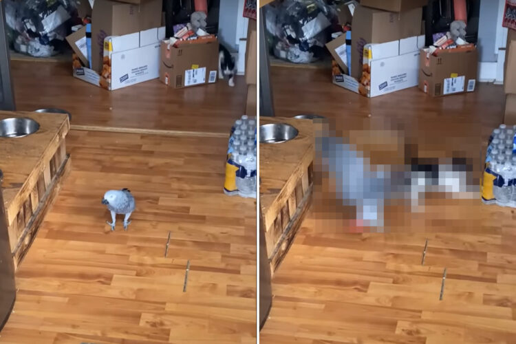 同じお宅に暮らすヨウムと猫。ケンカをしたら猫のほうが強いのかと思いきや・・