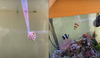 その大きさわずか1cmていど。小さな小さなハコフグが、スポイトを使ってお食事をもらっています