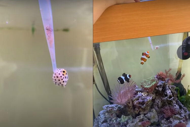 その大きさわずか1cmていど。小さな小さなハコフグが、スポイトを使ってお食事をもらっています