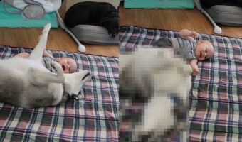 赤ちゃんと床に転がるハスキー犬。子守を買って出たようで、赤ちゃんを笑ってもらおうとゴロゴロ転がったりしてみせます【アメリカ・動画】