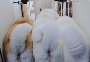 柵が偶然閉まって、一匹だけリビングに残った犬の優越感に浸った“ドヤ顔”が話題に！