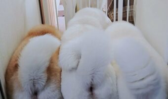 柵が偶然閉まって、一匹だけリビングに残った犬の優越感に浸った“ドヤ顔”が話題に！