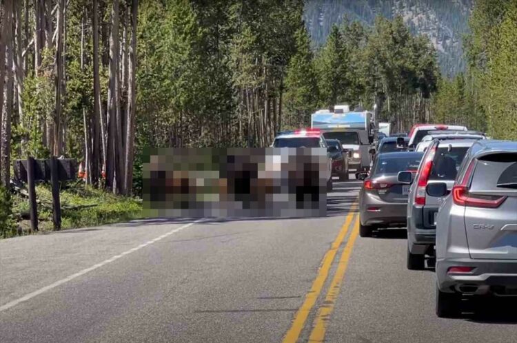 渋滞の原因が予想外だった！警察に警護されるようにして続々と姿を現したのは、巨体を誇る『ある動物』の群れでした【アメリカ・動画】