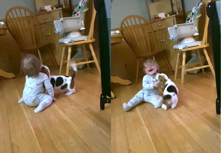 一緒に暮らす赤ちゃんとバセットハウンドの子犬。ふたりは出会ってまだ数日ですが、もう大の仲良し！大親友になったようです【アメリカ・動画】