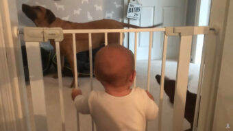 愛犬たちが大好きな生後6ヶ月の赤ちゃん。今日もベビーフェンス越しにその姿を見て「キャッキャ」と喜びの声が止まりません！【海外・動画】