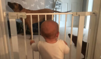 愛犬たちが大好きな生後6ヶ月の赤ちゃん。今日もベビーフェンス越しにその姿を見て「キャッキャ」と喜びの声が止まりません!【海外・動画】