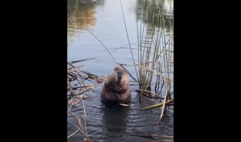 バスタイム中！？ビーバーが体をゴシゴシしたり、水に浸かったりと優雅な時間を過ごしていました【アメリカ・動画】