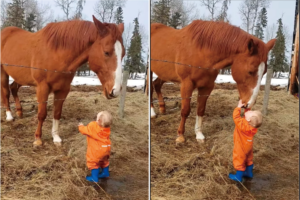 賢い馬と小さな男の子の微笑ましい交流。馬は男の子の額や頭に、男の子は馬の鼻先にキスを交わして挨拶していました【海外・動画】
