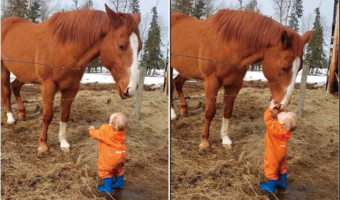 賢い馬と小さな男の子の微笑ましい交流。馬は男の子の額や頭に、男の子は馬の鼻先にキスを交わして挨拶していました【海外・動画】