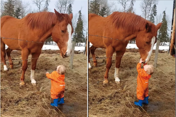 賢い馬と小さな男の子の微笑ましい交流。馬は男の子の額や頭に、男の子は馬の鼻先にキスを交わして挨拶していました【海外・動画】