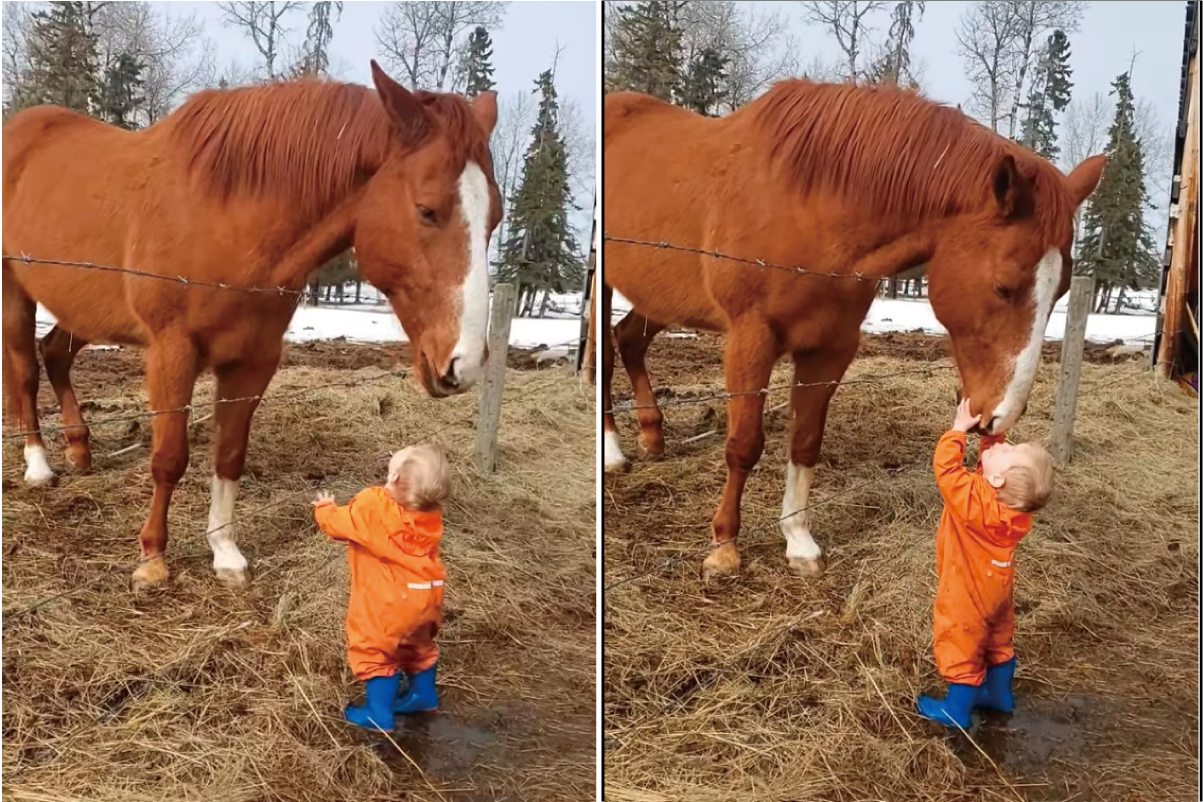 賢い馬と小さな男の子の微笑ましい交流。馬は男の子の額や頭に、男の子は馬の鼻先にキスを交わして挨拶していました【海外・動画】