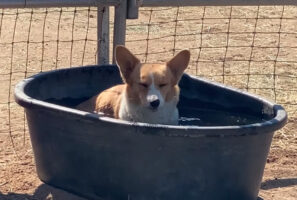 水浴びをして涼むコーギー。だけどそこ、君のお風呂じゃないんだ・・。コーギーがお風呂にしていた容器の正体とは！？【アメリカ・動画】