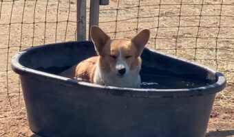 水浴びをして涼むコーギー。だけどそこ、君のお風呂じゃないんだ・・。コーギーがお風呂にしていた容器の正体とは！？【アメリカ・動画】