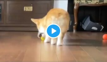 1.2.3とリズムがイイ！コーギーのおしり3段階がおもしろかわいい！