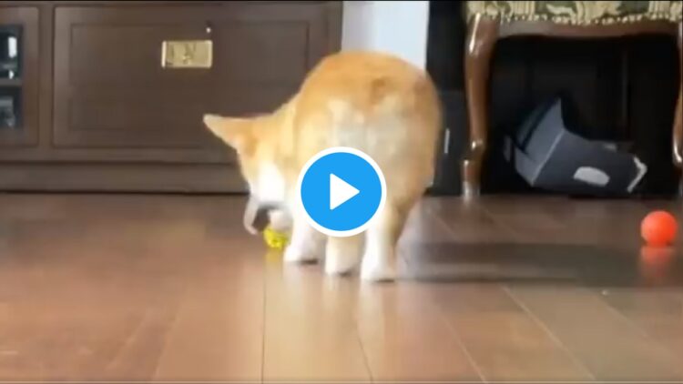 1.2.3とリズムがイイ！コーギーのおしり3段階がおもしろかわいい！