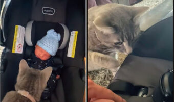 生まれたばかりの赤ちゃんに興味津々の愛猫たち。タッチしてご挨拶しようとしたのか、おててを伸ばしていきますが・・【海外・動画】