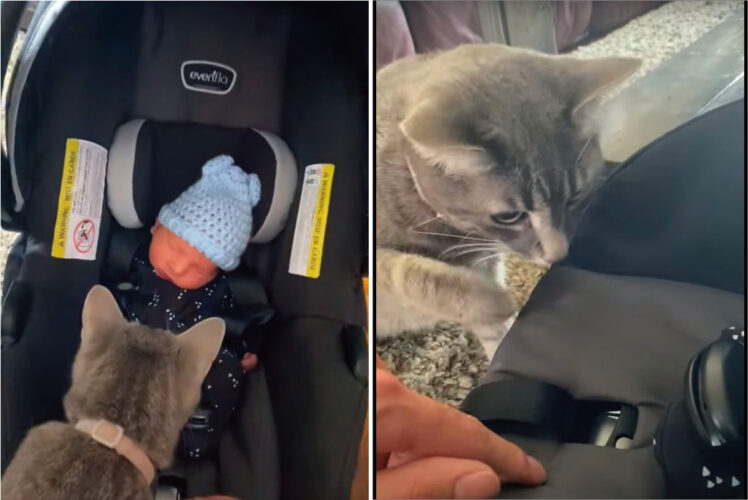 生まれたばかりの赤ちゃんに興味津々の愛猫たち。タッチしてご挨拶しようとしたのか、おててを伸ばしていきますが・・【海外・動画】