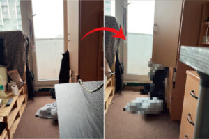 クローゼットの中へと潜り込もうとした猫。ところが、中には服などの荷物がたくさん詰まっていたので・・【海外・動画】