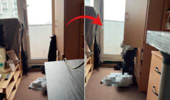 クローゼットの中へと潜り込もうとした猫。ところが、中には服などの荷物がたくさん詰まっていたので・・【海外・動画】