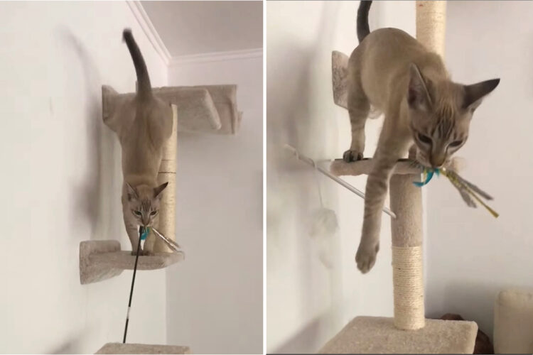 猫じゃらしをくわえてキャットタワーからおりて来る猫にあるハプニングが！それでも猫じゃらしははなさなかったのです・・！！【海外・動画】
