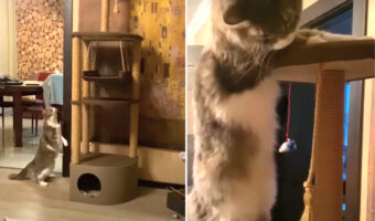愛猫のために用意したキャットタワー。顔を寄せたり登ったりと興味は抱いてもらえたようですが、気に入ってもらえるでしょうか?【海外・動画】