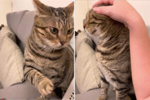 飼い主さんにかまってほしい猫。頭を撫でられたりワシャワシャしてほしいこの子は、愛らしいアピールをしてみせました【海外・動画】