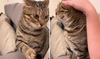 飼い主さんにかまってほしい猫。頭を撫でられたりワシャワシャしてほしいこの子は、愛らしいアピールをしてみせました【海外・動画】