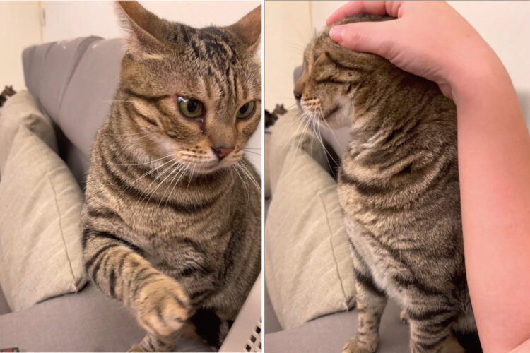 飼い主さんにかまってほしい猫。頭を撫でられたりワシャワシャしてほしいこの子は、愛らしいアピールをしてみせました【海外・動画】