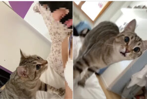 ママさんの姿にギョッとする猫。見慣れない『ある姿』にビックリしてしまっているらしく、口がぽかんと開いています【海外・動画】