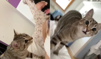 ママさんの姿にギョッとする猫。見慣れない『ある姿』にビックリしてしまっているらしく、口がぽかんと開いています【海外・動画】