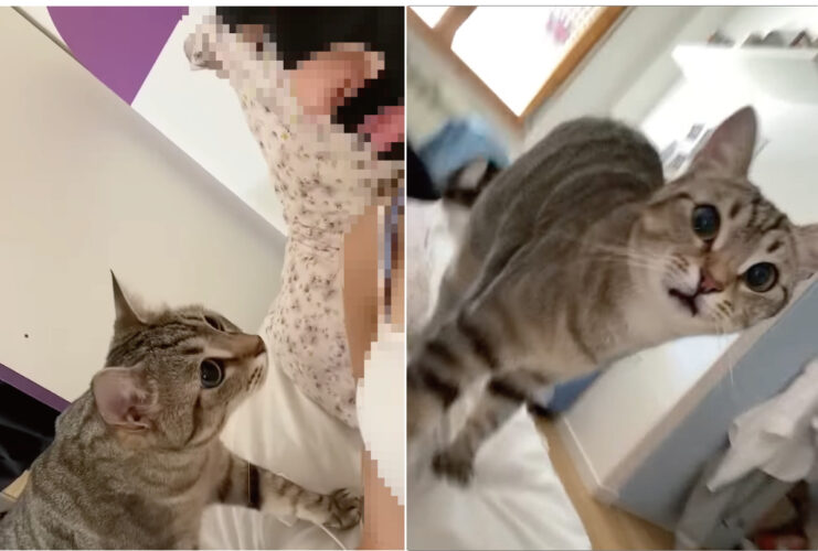 ママさんの姿にギョッとする猫。見慣れない『ある姿』にビックリしてしまっているらしく、口がぽかんと開いています【海外・動画】
