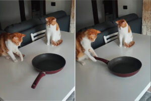 テーブルに置かれたフライパンが気になる猫たち。チョンチョンっと触れるとクルクル回るこのフライパンからもう目が離せません！！【動画】