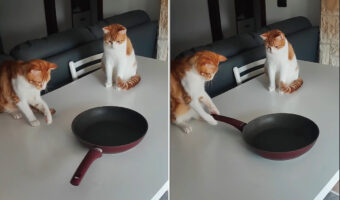 テーブルに置かれたフライパンが気になる猫たち。チョンチョンっと触れるとクルクル回るこのフライパンからもう目が離せません！！【動画】